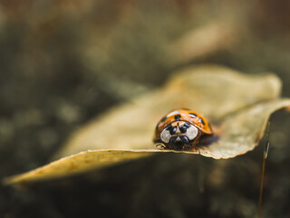 Marienk&auml;fer auf Herbstlaub