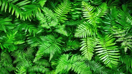 Lush Ferns Thriving in Forest Understory