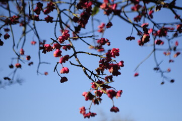 a branch of a tree