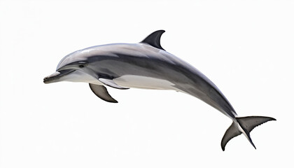 Fototapeta premium Dolphin on white background isolated