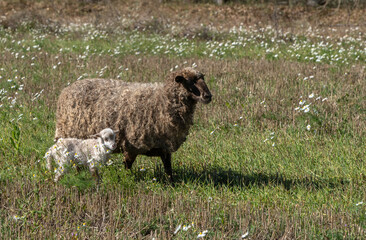 One sheep with lambs in the meadow