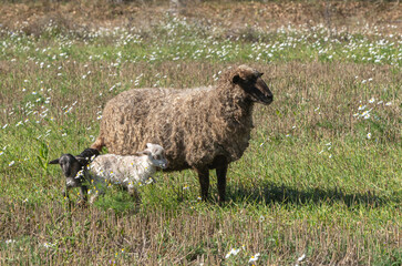 One sheep with lambs in the meadow