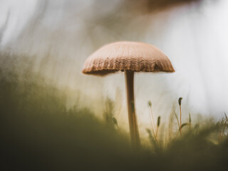 Pilz mit weichem Bokeh