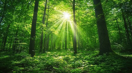 Obraz premium Enchanted Forest with Sunlight Dappling Through Trees