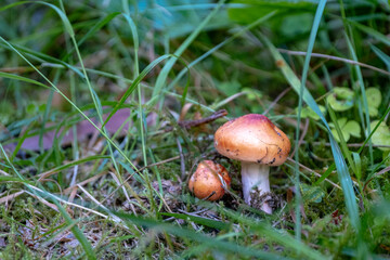 Edible mushroom Russula with a pink hat close-up in autumn 
