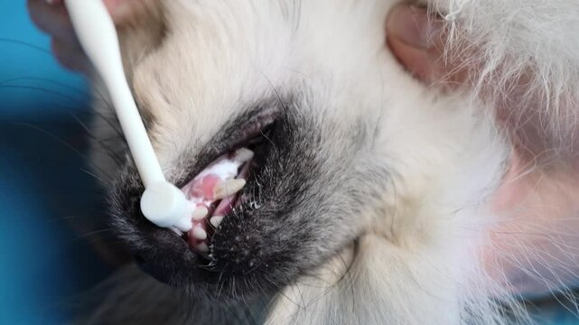 Groomer brushing teeth of cute Pomeranian dog, close-up video