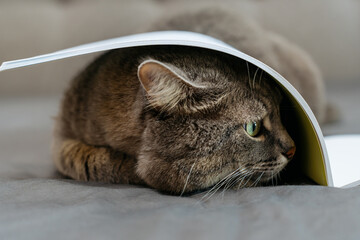 Naklejka premium A gray tabby cat lying under an open book, with its head peeking out from underneath. 