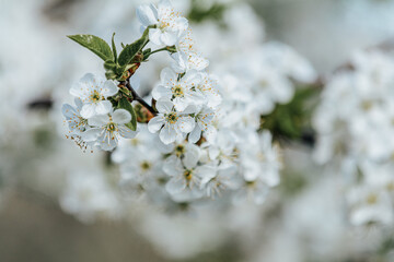 White cherry tree flowers blooming in spring orchard