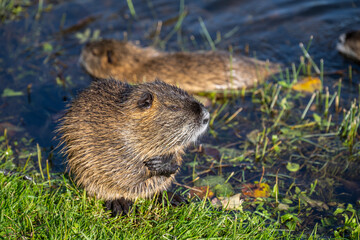 Nutria am Ufer