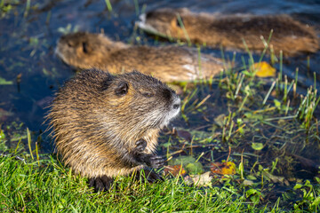 Nutria am Ufer