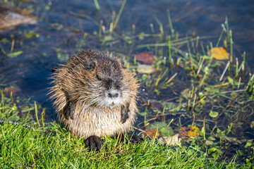 Nutria am Ufer