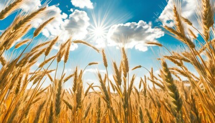 Obraz premium a bright bright yellow field with wheat, ear-splitting in the bright rays of the sun above it 