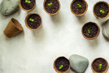 Gardening at home. Passion fruit seedlings in peat pots, top view