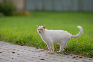 Thai or Wichien Maat cat standing on paved sidewalk. Thai cream point cat, white cat with red nose...