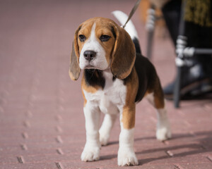 Close up of a beagle puppy standing on the sidewalk. Beagle puppy standing on the walkway. ...