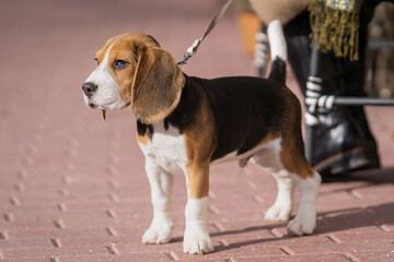 Close up of a beagle puppy standing on the sidewalk. Beagle puppy standing on the walkway.  Portrait of a young beagle dog. Outdoor photo.