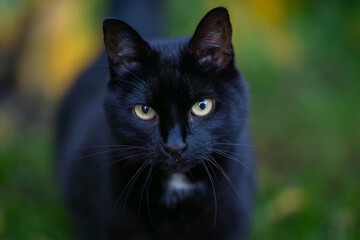 Closeup of black domestic cat with confident eyes. Portrait of an black cat with tuff of white fur on the neck. 