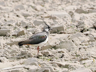 lapwing on the ground