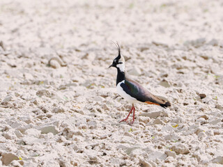 peewit on the ground