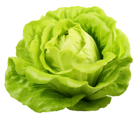 Fresh green lettuce, isolated on a transparent background