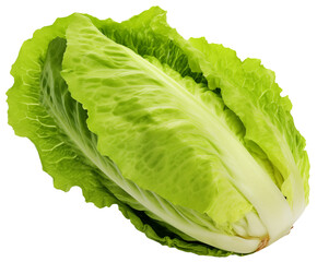 Fresh green lettuce, isolated on a transparent background