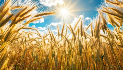 Obraz premium a bright bright yellow field with wheat, ear-splitting in the bright rays of the sun above it