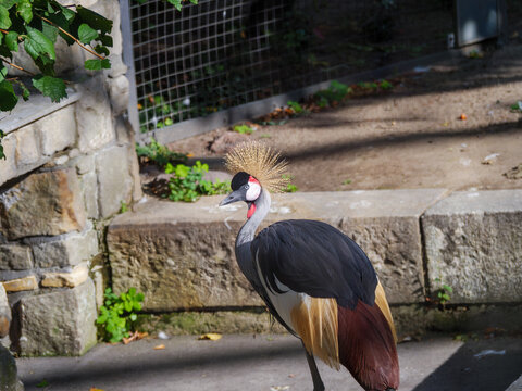 Grauer Kranich