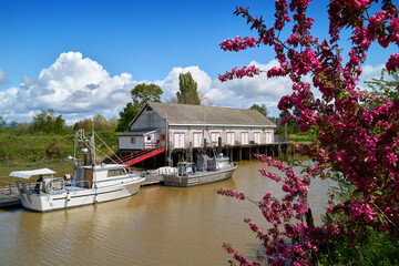 Historic Scotch Pond Net Shed Cherry Blossoms. The historic net shed building in Scotch Pond framed by cherry blossoms, Steveston, British Columbia.

