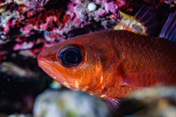 coral reef and fish