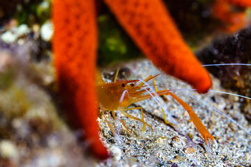 close up of a shrimp