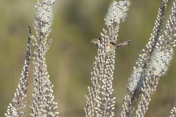 A Graceful Prinea on a Squill