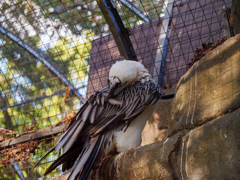 Vogel putzt sich im Gehege