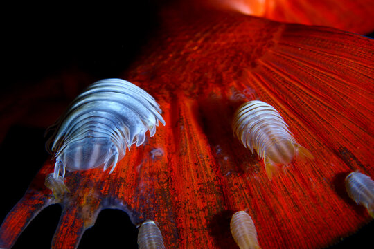 Par&aacute;sitos piojos de mar en cola de Catalufa