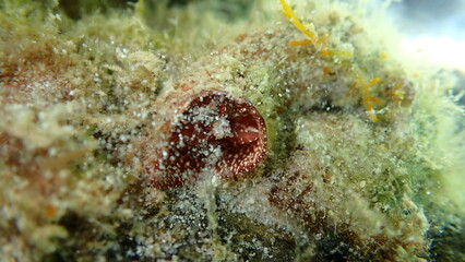Giant worm shell or giant wormsnail (Thylacodes arenarius) extreme close-up undersea, Aegean Sea, Greece, Halkidiki, Afytos beach