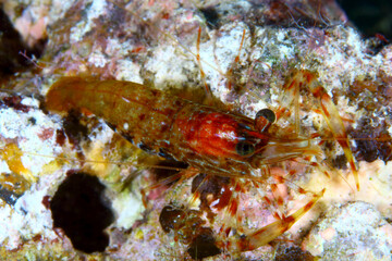 Camarón de rayas marrones