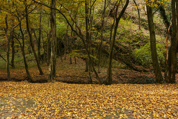 Obraz premium Autumn forest with fallen yellow leaves