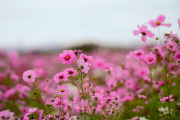 コスモス畑が一面ピンクに染まる秋の景色