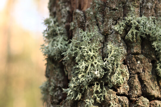 Oak trunk covered with lichen. Cracked oak bark close-up and lichen. Drying of the tree. Damaged bark on the tree trunk, details. Oak moss (Evernia prunastri)