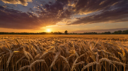 wheat field at sunset