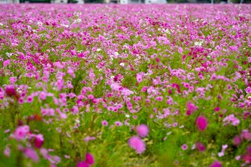 コスモス畑が一面ピンクに染まる秋の景色