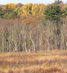 Lone tree growing in the marsh