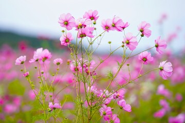 コスモス畑が一面ピンクに染まる秋の景色