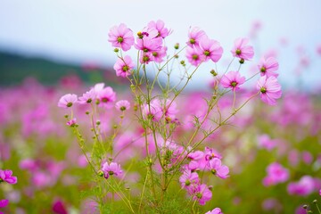 コスモス畑が一面ピンクに染まる秋の景色