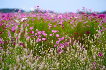 コスモス畑が一面ピンクに染まる秋の景色