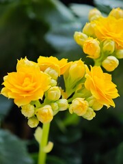 Obraz premium Blooming yellow summer flowers