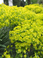 Wundersch&ouml;ne Euphorbia Seguieriana Neck