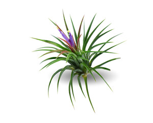 Tillandsia leaf air plant isolated on white background. This has clipping path.
