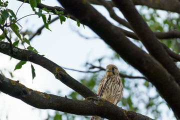 A brown european kestrel (Falco tinnunculus) sitting on a branch in a tree