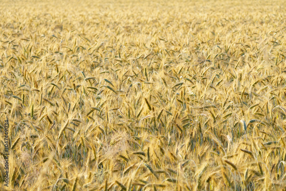 Wall mural view on a wheat field ripe and golden glowing