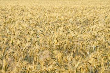 View on a wheat field ripe and golden glowing